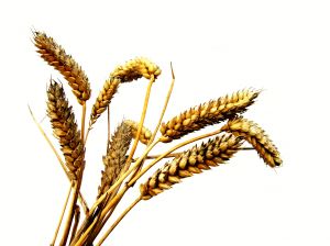 Grains Recipes