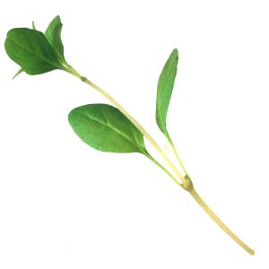 Oregano Recipes