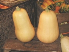 Sweet Butternut Squash